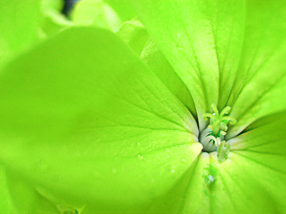 lime abstract art canvas print - positive energy art print